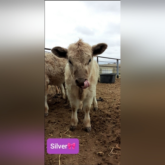 Like And Share! - Picture 3 of 3